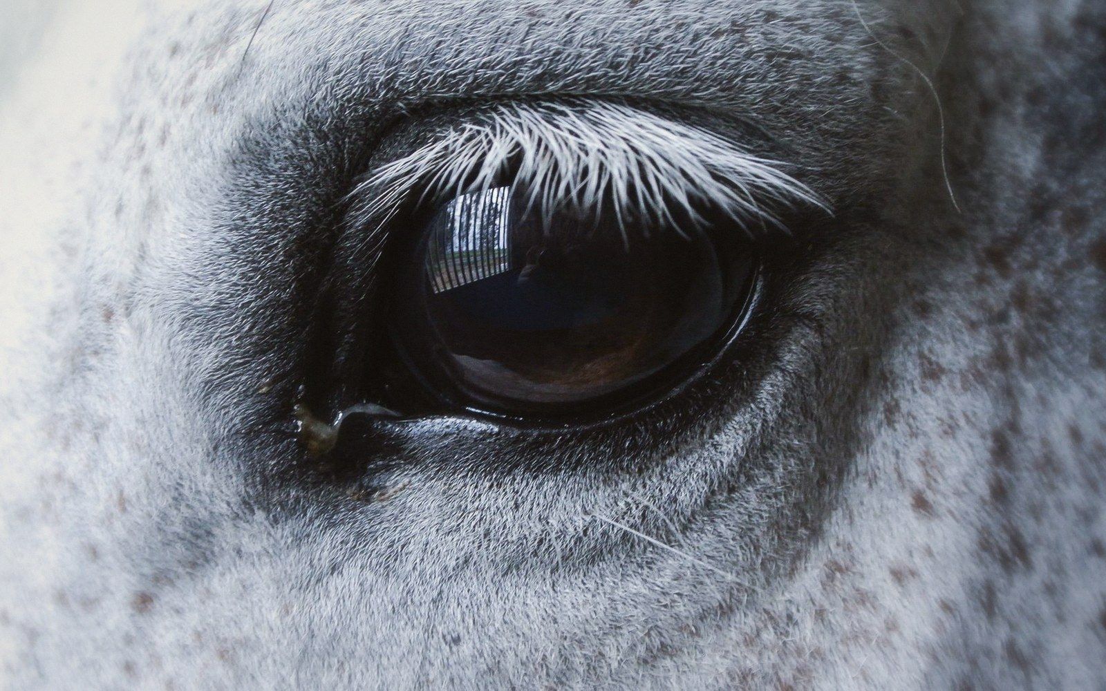 Macro of an eye, lashes and reflection legible
