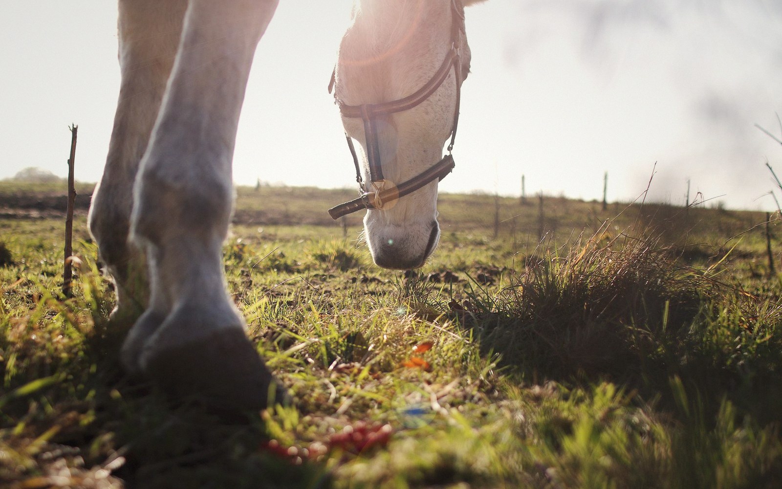 A bridled horse lowers its head to graze in a sunlit grassy field