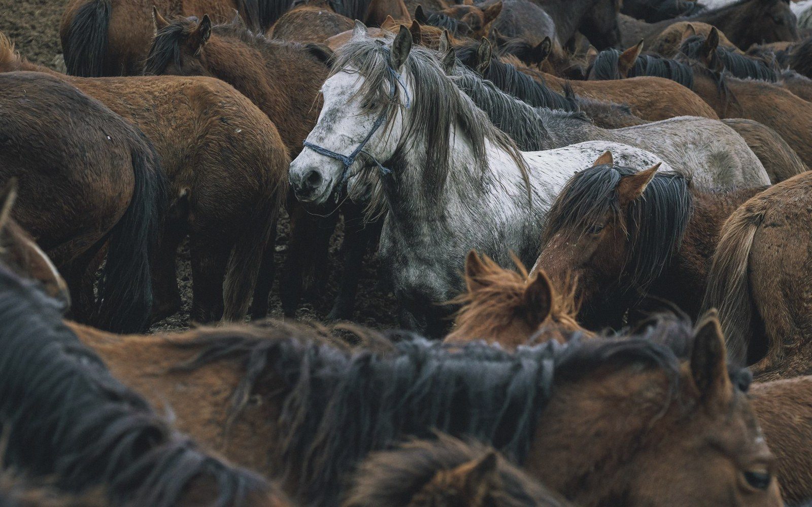A gray horse with a rope halter stands amid a tightly packed herd of brown horses