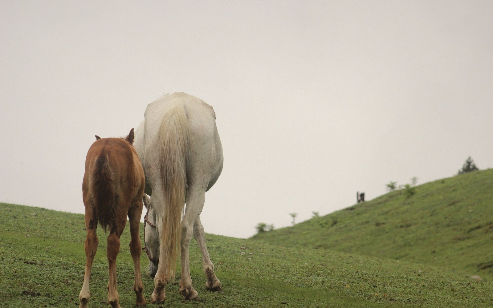 A white horse and a brown horse graze side by side on a grassy hillside