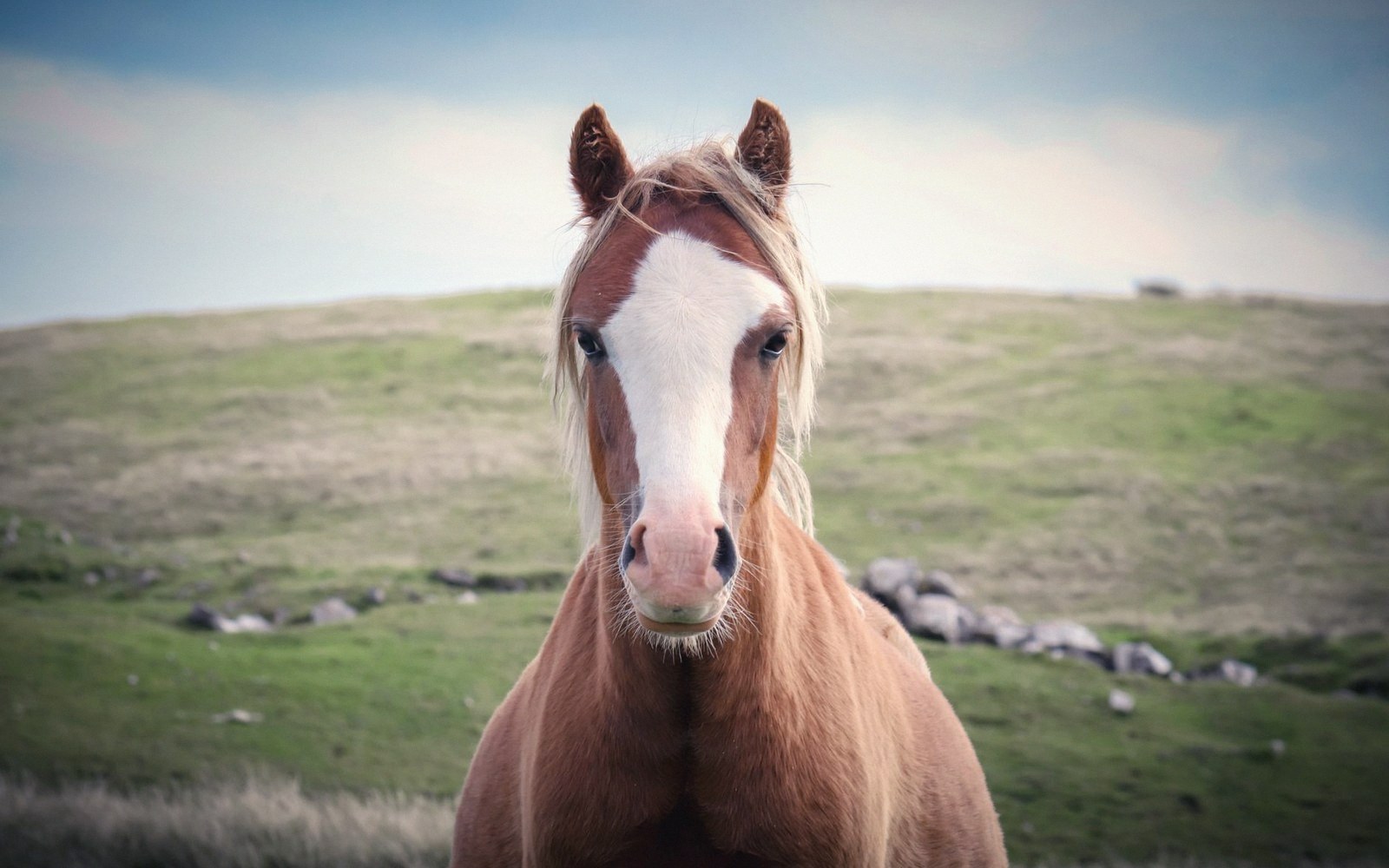 A brown and white horse with a wide blaze faces the camera on a grassy hillside