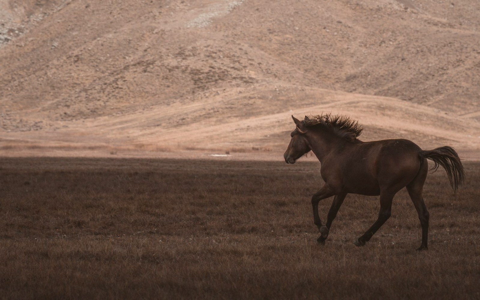 A brown horse trots across a grassy plain with barren hills in the background