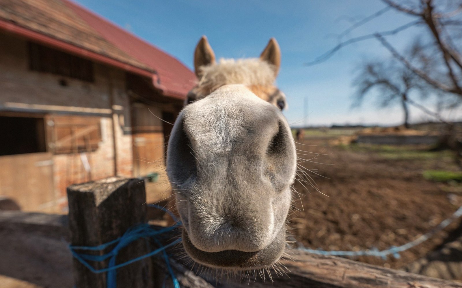 A horse leans close to the camera, its muzzle filling the frame near a stable