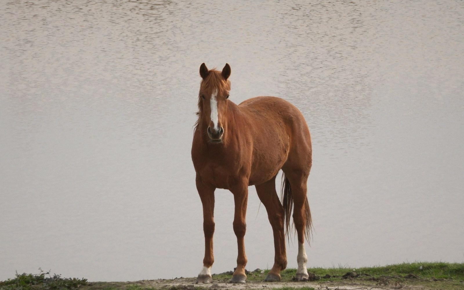 A chestnut horse with a white blaze stands still beside a calm body of water