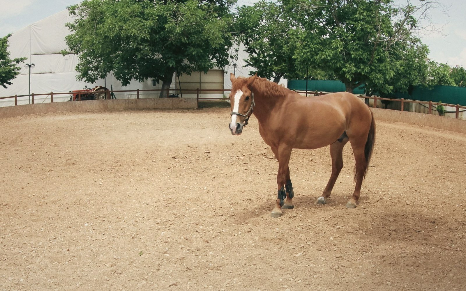 Chestnut horse with a white blaze stands wearing a halter in a sandy riding arena