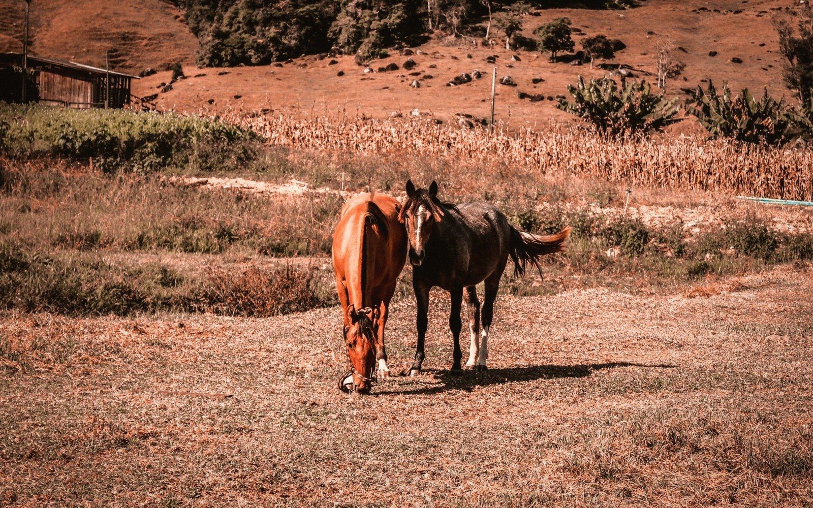 Two horses stand close together grazing in a dry hillside pasture