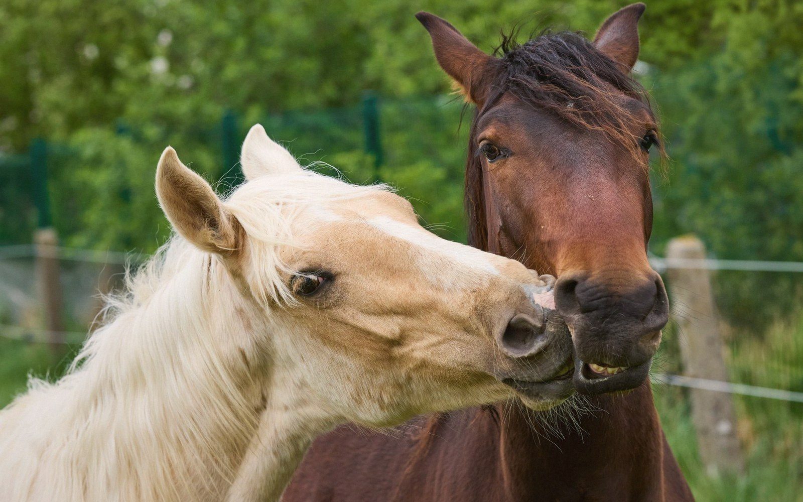 A palomino and a bay horse nuzzle each other face to face in a pasture