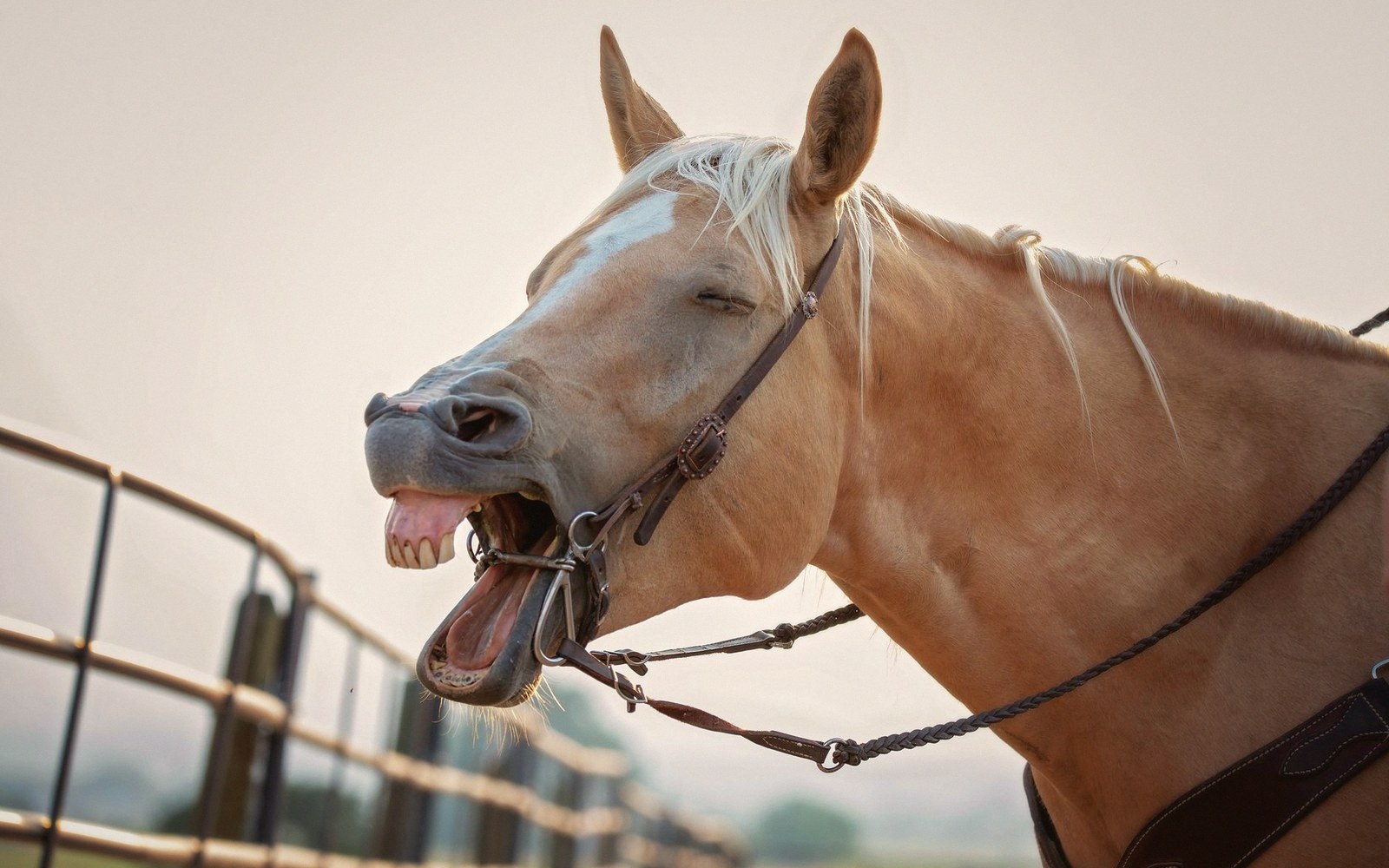 A palomino horse wearing a bridle yawns widely with eyes closed near a wooden fence