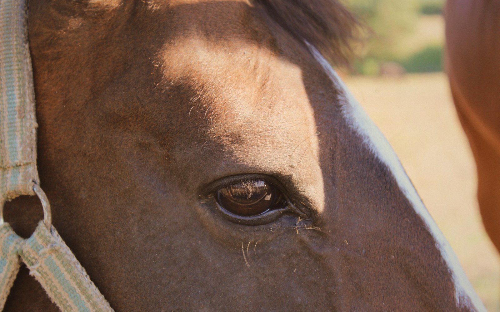 A horse's head in profile, the eye sharp