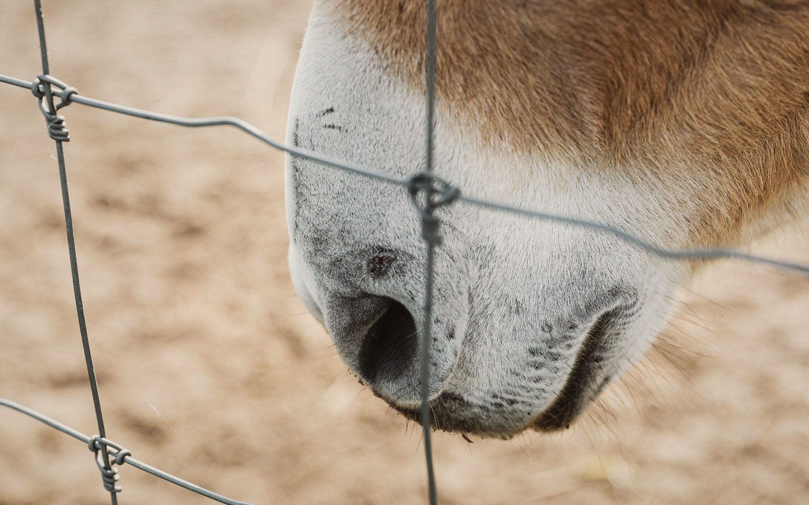 A muzzle close, whiskers visible